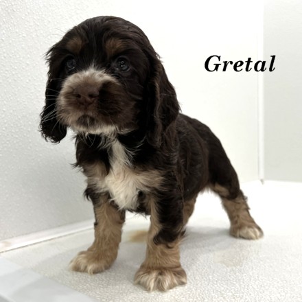 puppy, for, sale, Cocker Spaniel, Joe & Cherri  Overlease, dog, breeder, Miller, MO, dog-breeder, puppy-for-sale, forsale, nearby, find, puppyfind, locator, puppylocator, aca